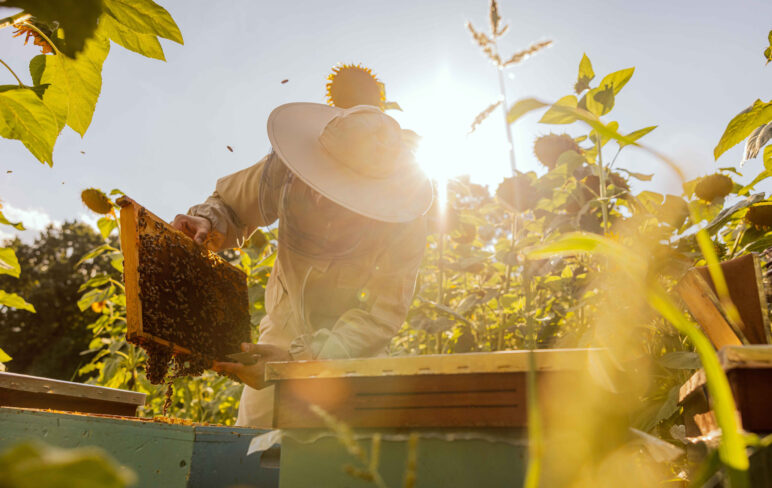 Imker schaut Bienen an