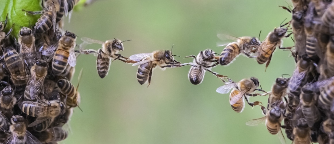 Bienenkette