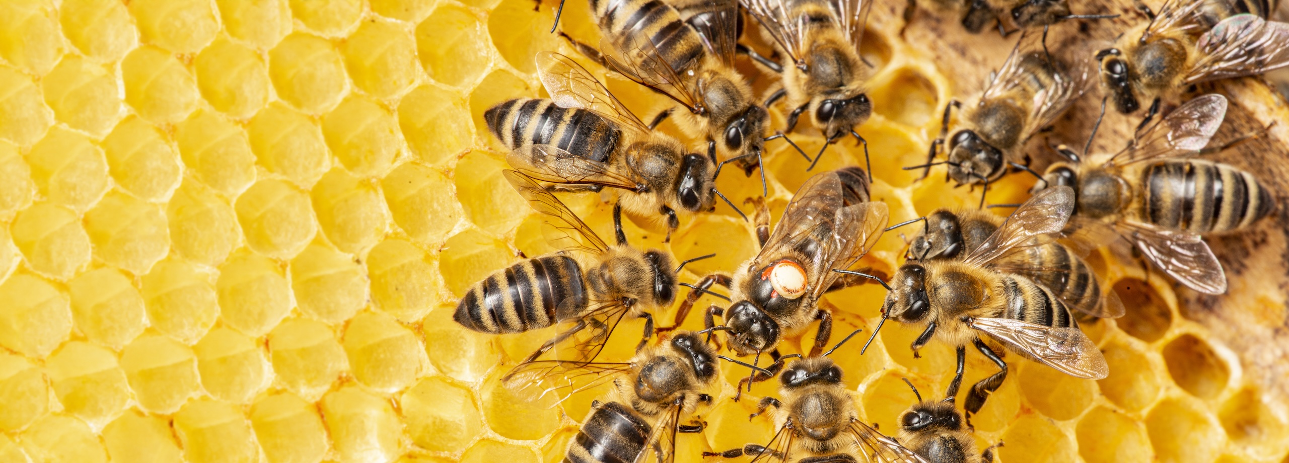 die Königin (apis mellifera) mit dem Punkt und die Bienenarbeiterinnen um sie herum – das Leben im Bienenvolk